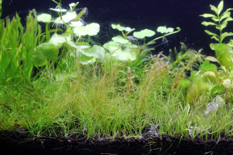 植栽から68日目　ヘアーグラスショート
